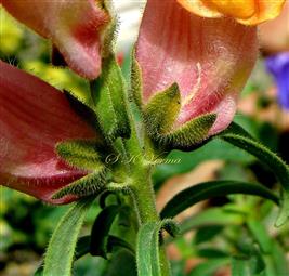  Calyx